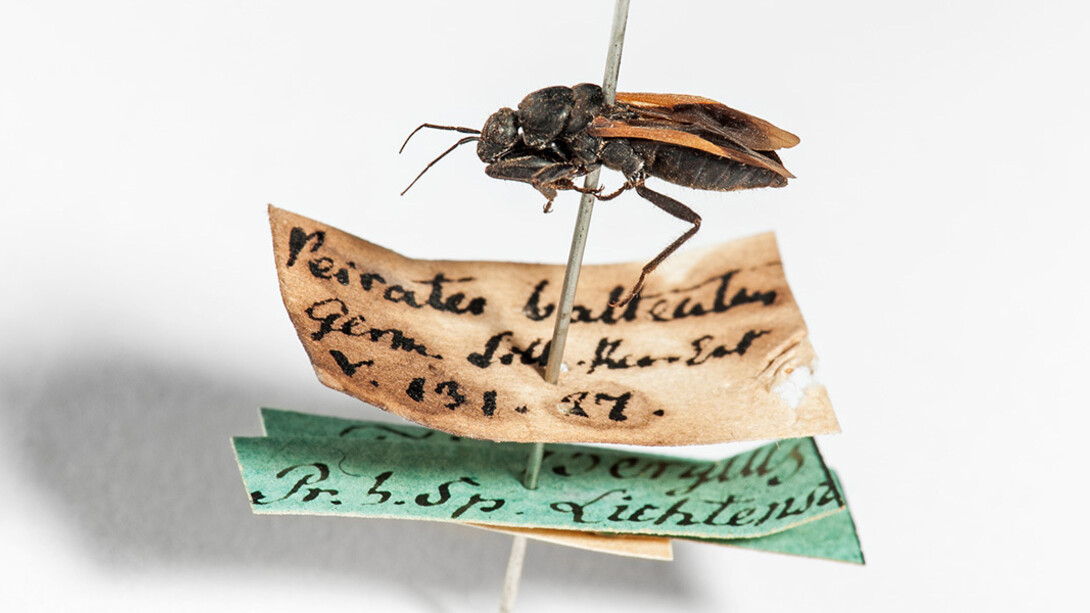 Hemimetabola. Courtesy of Museum für Naturkunde
