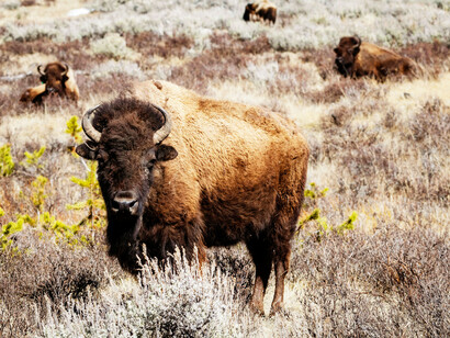 A bison surrounded by its herd stares at the camera