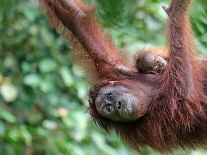 Le scoperte sui comportamenti di auto-medicazione degli oranghi contribuiscono a comprendere meglio l'evoluzione delle pratiche mediche negli animali