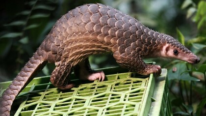 Genetic map of COVID-19 virus reveals it might have come from pangolins but a predecessor originated from bats 
