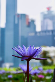 Our global future: we hope that futurists can shift to visions of alternative, viable, often overlooked possibilities