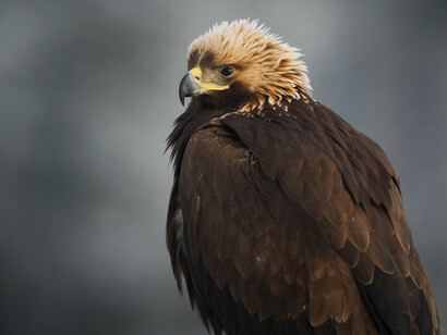 Águila real, símbolo nacional de los Estados Unidos Mexicanos