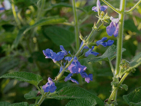 Betónica, equivalente a la «Salvia urica» italiana