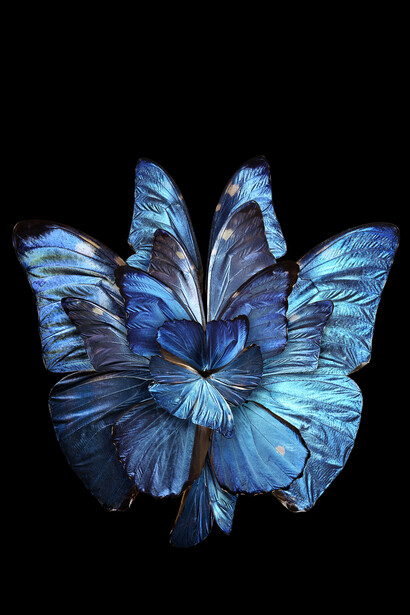 Seb Janiak, Mimesis_Lacus Luxuriae Or Mimesis_Lubhyati Solitudinis, 2012, Photograph On Diasec, Cm 120 x 120, Ed. Of 3, Courtesy  Visionairs Gallery Paris Lydie Geoffroy - Agent Fred Torres Ny  