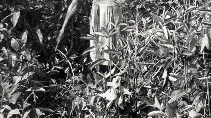 Tertúlia, Tamar Guimarães, Tropical Blow Up, 2009, Vídeo digital