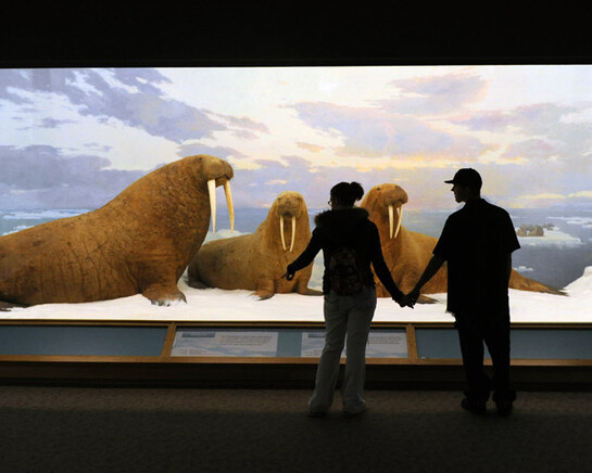 Wildlife Exhibits. Courtesy of Denver Museum of Nature & Science