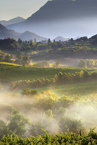 Italian luxury vineyards