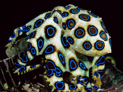  Il polpo dagli anelli blu