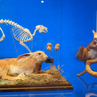 Fauna del Parque Nacional de la Sierra de Guadarrama. Courtesy of Museo Nacional de Ciencias Naturales