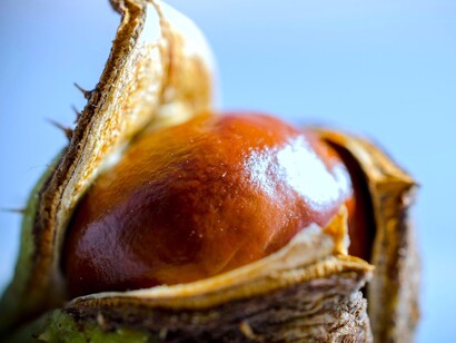 Castanha de Trás-os-Montes