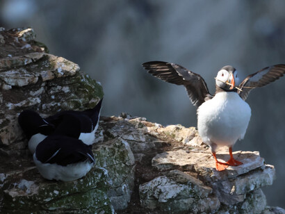 Puffin (c) Gehan de Silva Wijeyeratne