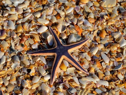 Liberiamo le stelle marine