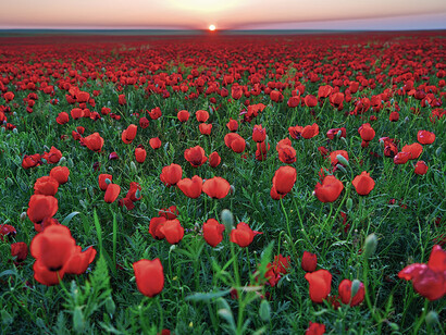 Maksat Shagyrbay, Steppe, exhibition photo. Courtesy of Erarta Museum