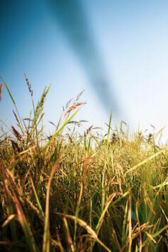 Plantas de arroz a punto de cosechar