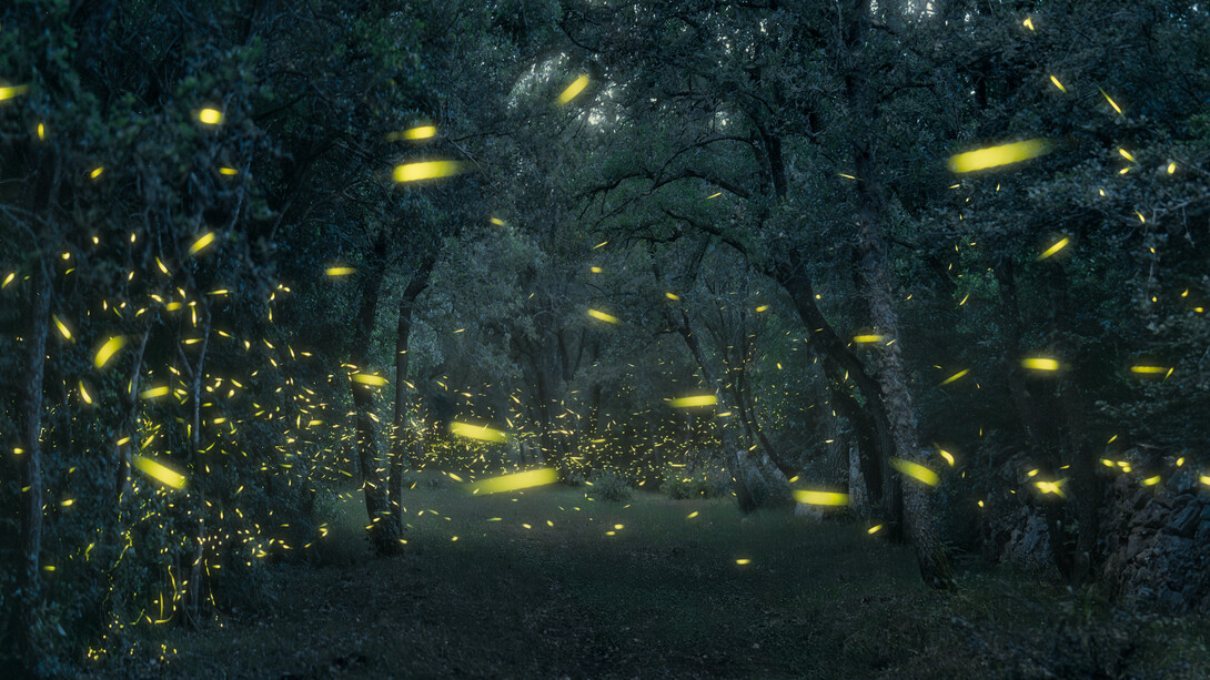 Lucciole danzanti tra gli alberi, come tante fate notturne che illuminano il bosco