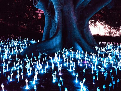 A tree in an enchanted forest. We ignore universes of magic, essences of heart profound