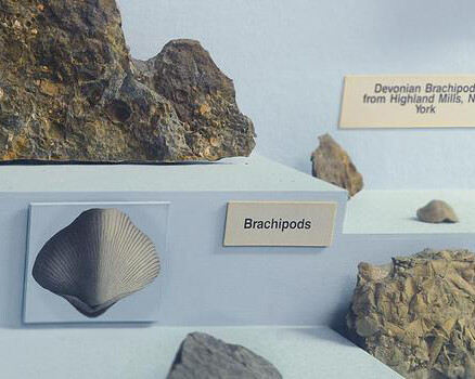 Felix M. Warburg Hall of New York State Environment. Courtesy of American Museum of Natural History