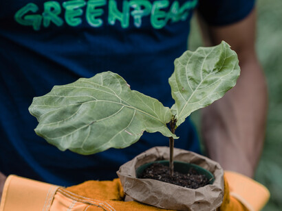 Greenpeace man planting