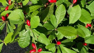 Miraclefruit, contiene miracolina che agisce sui recettori del gusto