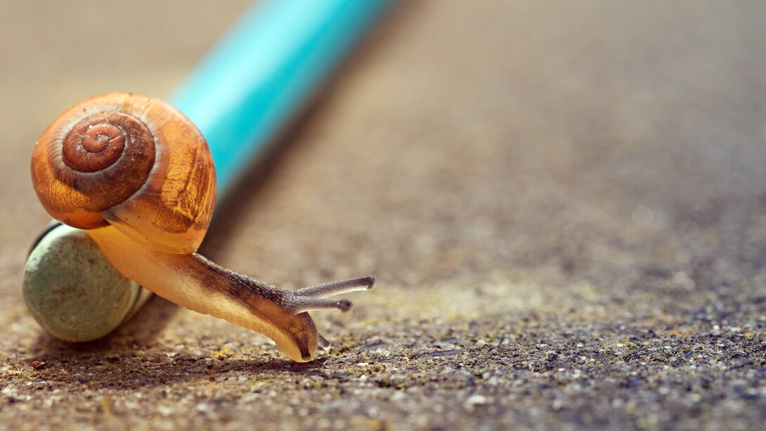 Il tempo della vita è slow