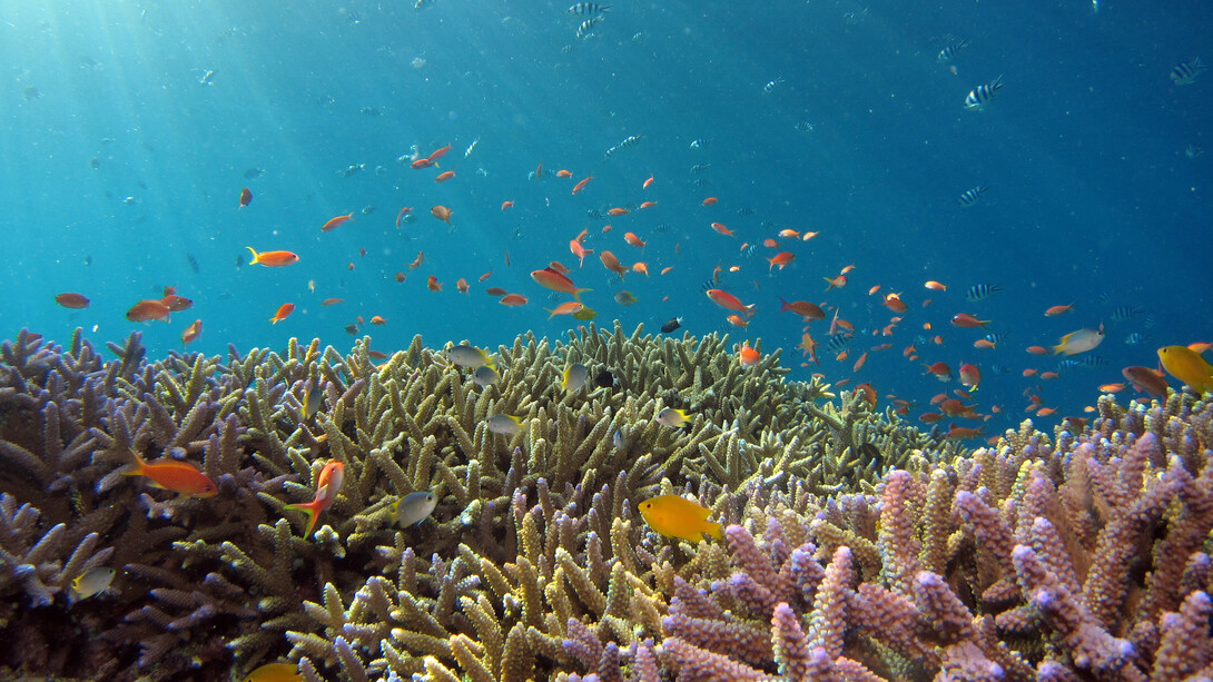 Coral reefs are vulnerable to environmental changes
