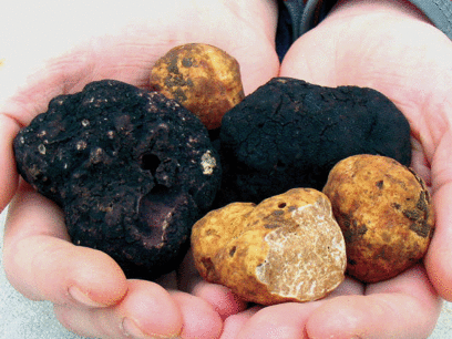 Black and White Truffles - Source: hotel-kastel-motovun.hr
