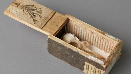 Collection Close-Up. Courtesy of Menil