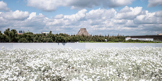 Garden on the rooftop. Courtesy of Copernicus Science Centre 