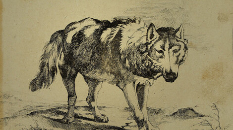 Der Wolf. Courtesy of Wallraf-Richartz-Museum