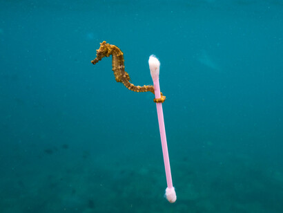 Wildlife Photographer of the Year. Courtesy of Royal BC Museum
