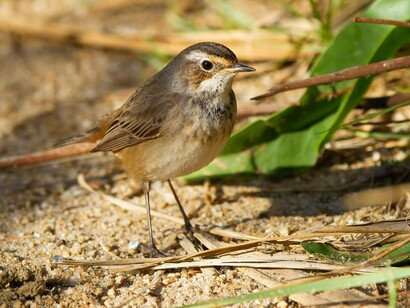 Muchas veces hay pájaros en momentos raro