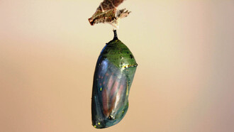 Crisalide. Pinocchio guarda il suo “doppio” come ciò che è ormai definitivamente altro da sé, una buccia di legno, un inerte e assurdo corpo-di-sogno