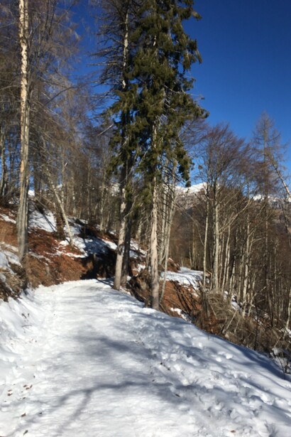 La salita al Monte Avena tra larici e abeti