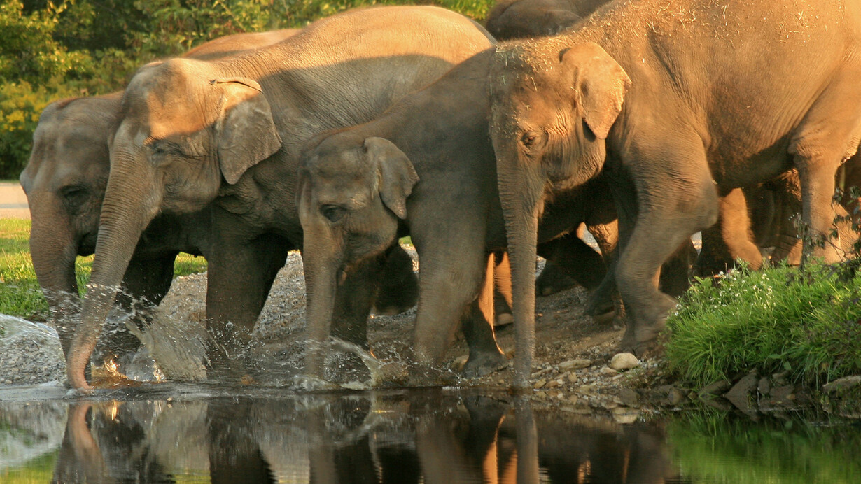 Pinnawala Elephant Sanctuary