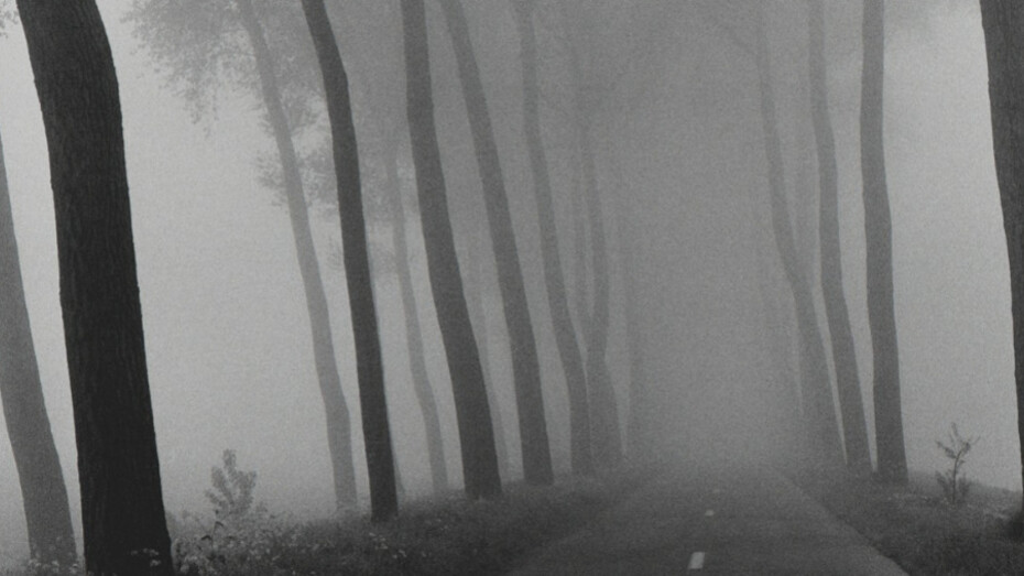 Roots by Harry Gruyaert. Courtesy of Gallery Fifty One