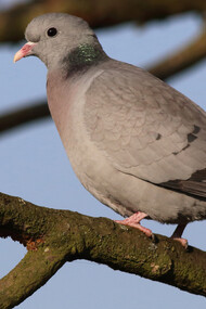 Stock Dove © Gehan de Silva Wijeyeratne