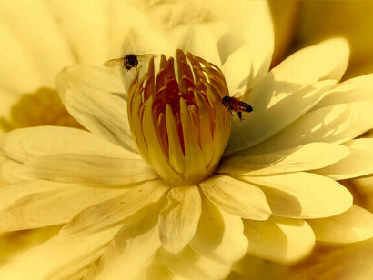Bienen sind preiswert, vielseitig und praktisch für Landwirte
