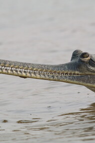 Gharial with GPS logger behind head © Gehan de Silva Wijeyeratne