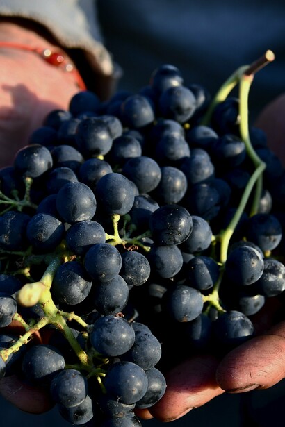 Man holding red grapes in palms
