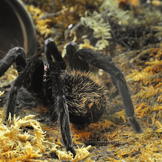 Vivario Explora. Courtesy of Parque Explora