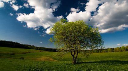 Un albero, la vita