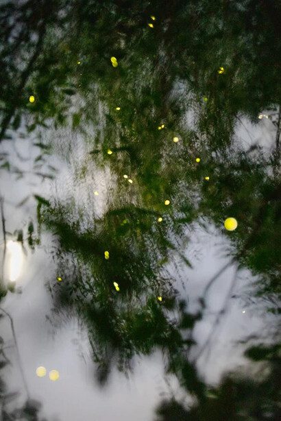 Elijah Gowin, Fireflies in branches, Tapi River, Bang Bai Mai, Thailand (detail), 2023. Courtesy of Robert Mann Gallery