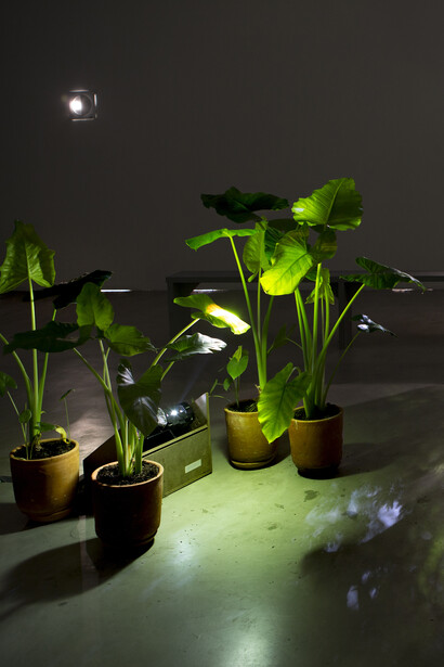 Carolina Charry & Savia Solaris. Courtesy of Museo La Tertulia