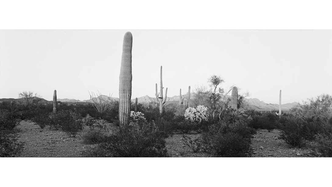 Copyright Lois Conner, Courtesy Gitterman Gallery.