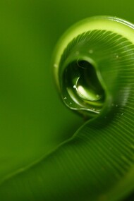 La sezione aurea ricorre spesso in natura come principio di equilibrio e armonia, visibile nella crescita di piante, conchiglie e forme biologiche