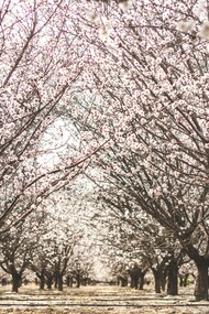La coltivazione delle mandorle in Puglia è una tradizione secolare, grazie al clima mediterraneo ideale per la crescita di alberi di mandorlo