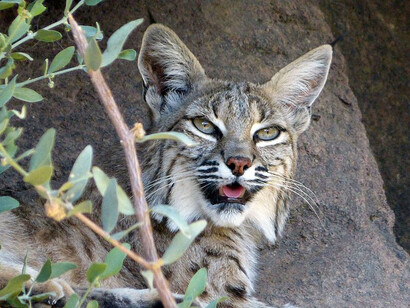 Bobcat seen in Senora Desert Museum