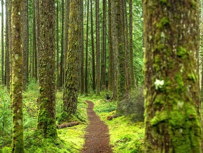 Camino forestal