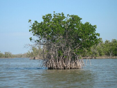 Mangroves reduce the impact of severe weather conditions and control the flow of water