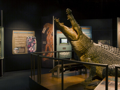 Crocs. Courtesy of Museum of Science